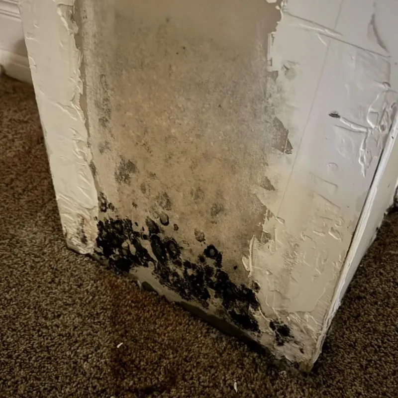 Professional Mold Removal in Albany County, WY